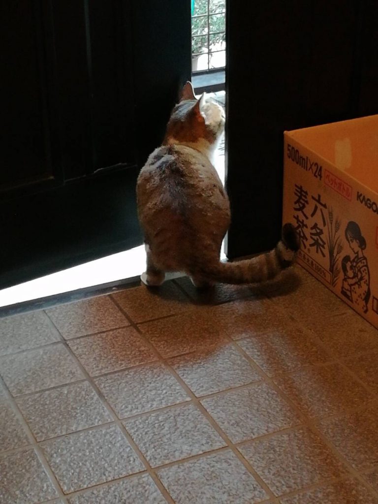 のらネコのミーちゃん、玄関が開いていることを確認。